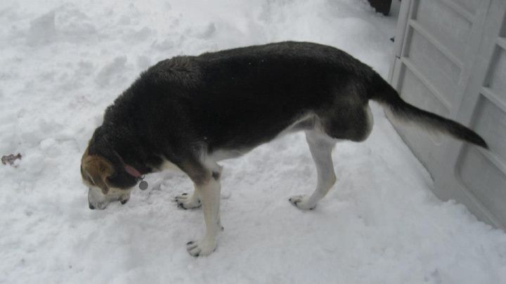 playing with my tennis ball in the snow